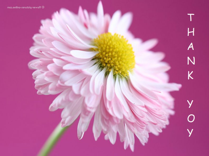 pink_flower_thank_you.jpg