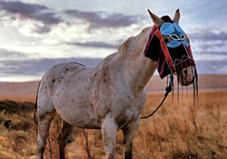 Native American Horse Mask