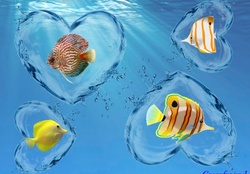 WATER HEARTS WITH FISH