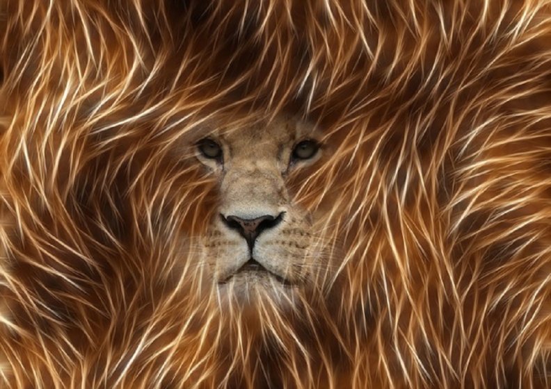 fractal_lion.jpg