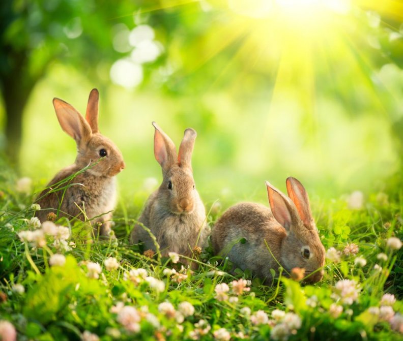 cute_rabbits.jpg