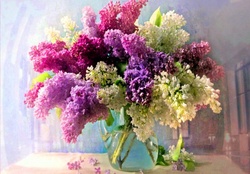 Lilac variety