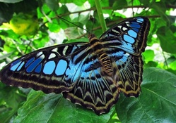 HONFLEUR Butterfly