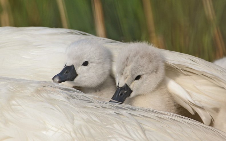 baby_swans.jpg