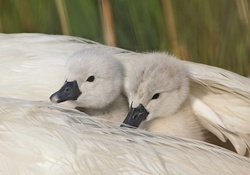 Baby swans