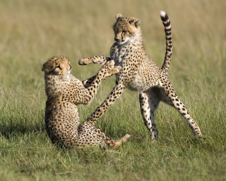 playful cheetahs