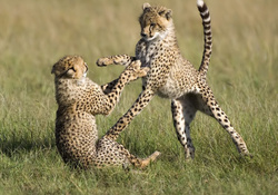 playful cheetahs