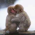 macaques hug