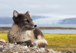 Beautiful Arctic Fox