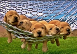 Puppies in hammock