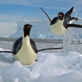 Emperor Penguins playing