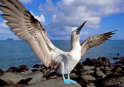 Blue_footed Booby