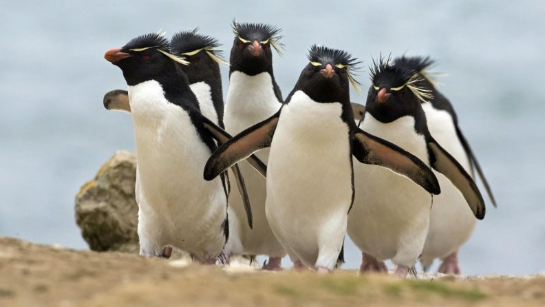 rockhopper_penguins.jpg