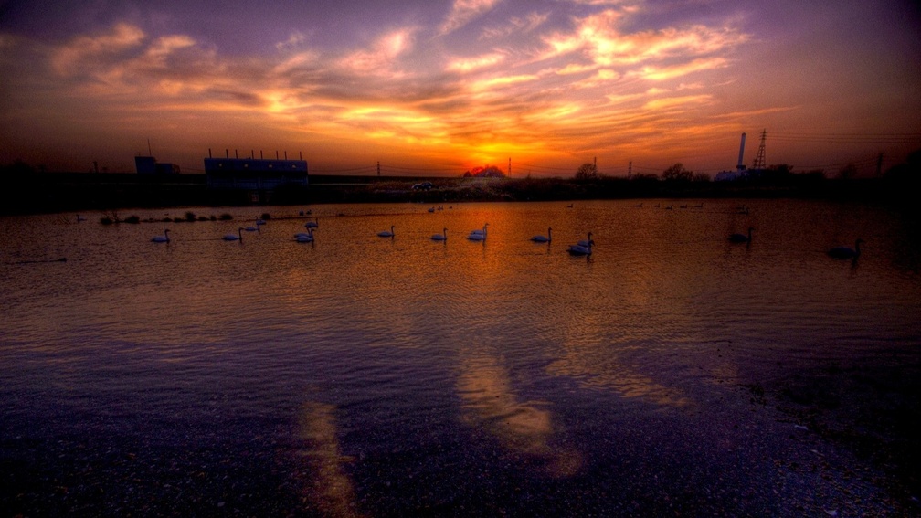 swans on a river at dusk hdr