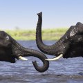 Elephants Taking a Bath
