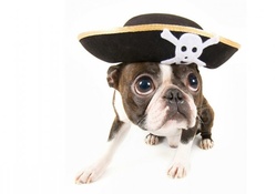 Cute pirate