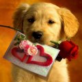 Cute Romantic Dog