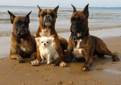 Friends on the Beach