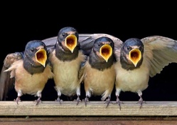 Swallow choir