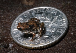 tiniest frog worldwide