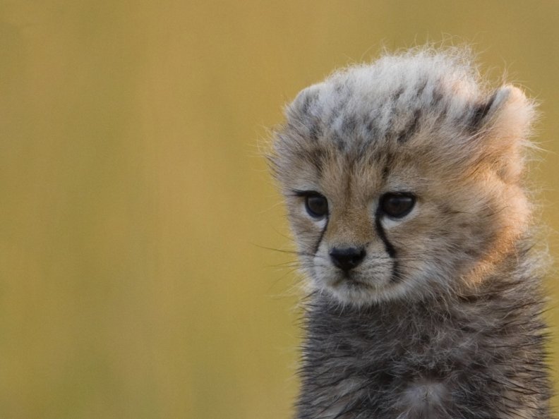 cute_baby_cheetah.jpg