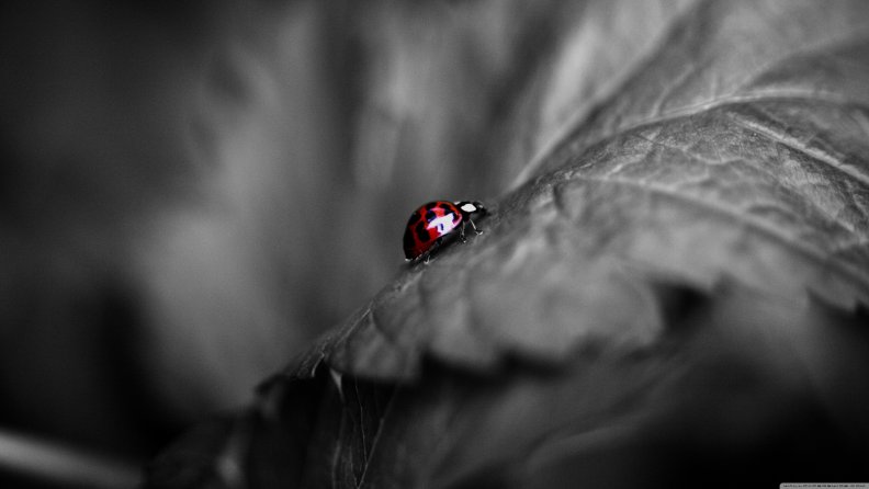 ladybug_on_a_leaf.jpg