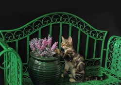 Kitty and flowers