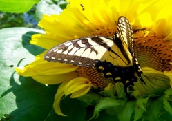 Yellow Butterfly On Sunflower