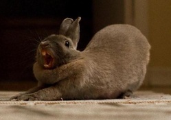 Bunny,yawning,stretching