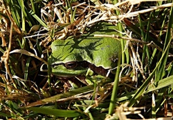 FROG IN GRASS