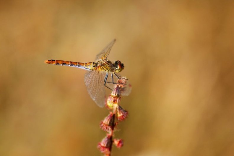 first_dragonfly.jpg