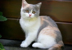 Tri Color British Short Hair Cat