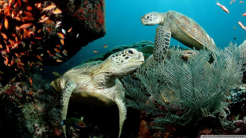 two green sea turtles