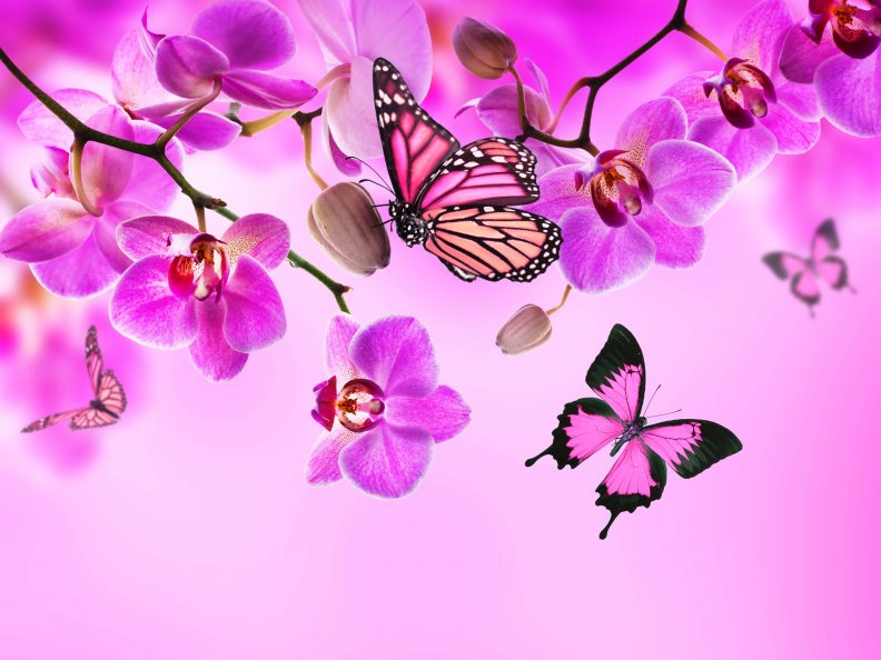 orchids_and_butterflies.jpg