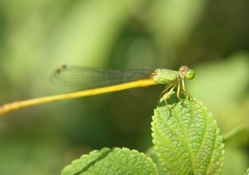 fly closeup