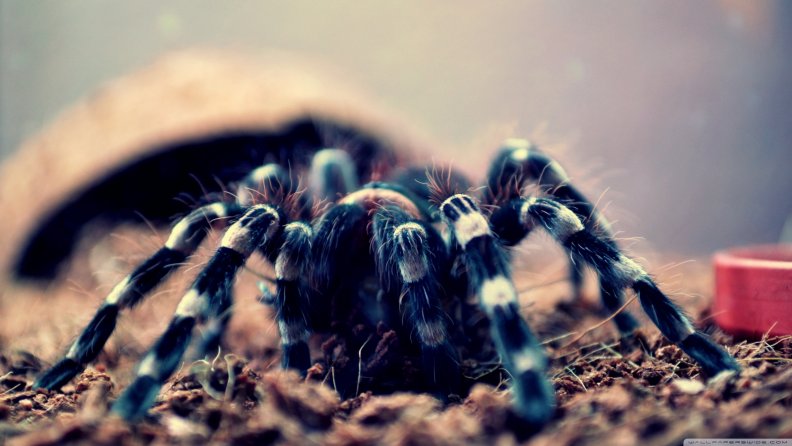 spider_geniculata.jpg