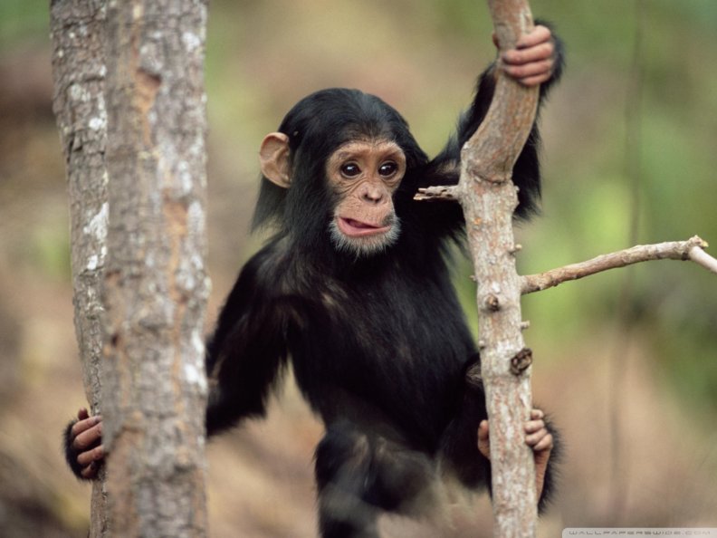 young_chimpanzee_climbing_gombe_national_park_tanzania.jpg