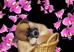 Puppy &amp; Orchids