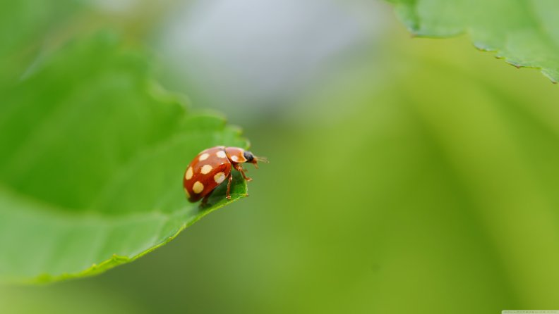 ladybug with white spots