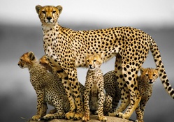 Cheetah Family