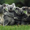 Unbelievably Cute Koala Bears