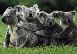 Unbelievably Cute Koala Bears