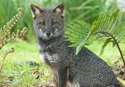 Chilean Fox