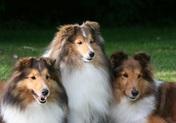 Three Scottish Shepherds