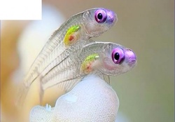 clear fishes