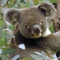 Adorable Koala Bear