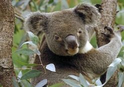 Adorable Koala Bear