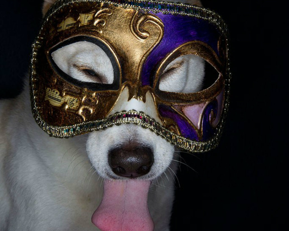 Dog with Mask
