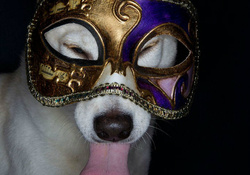 Dog with Mask
