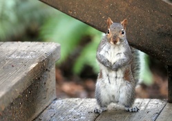 Squirrel Standing Up